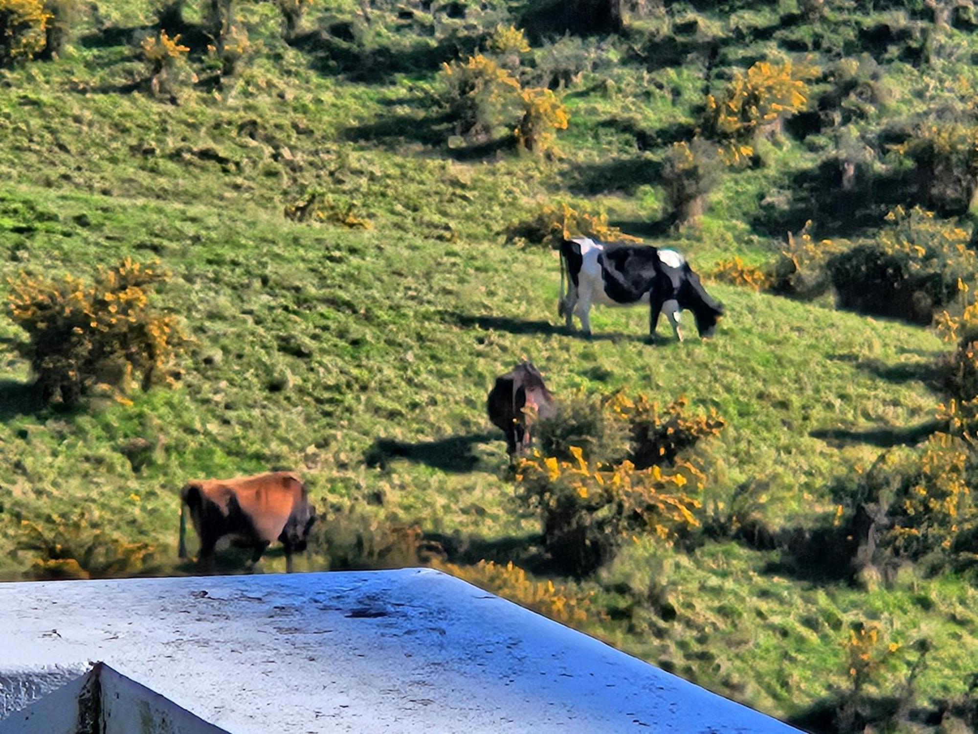 Waihi Beach Toroha Cosy Cabin エクステリア 写真